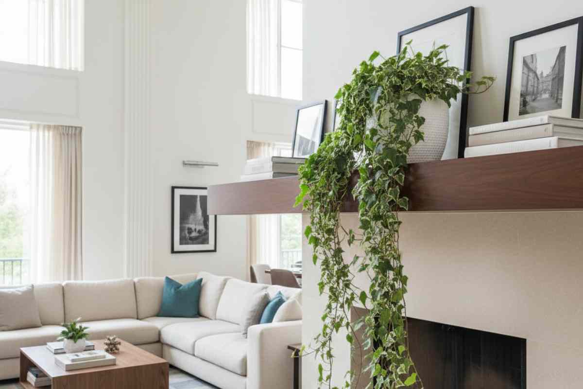 pianta di edera su una mensola in soggiorno