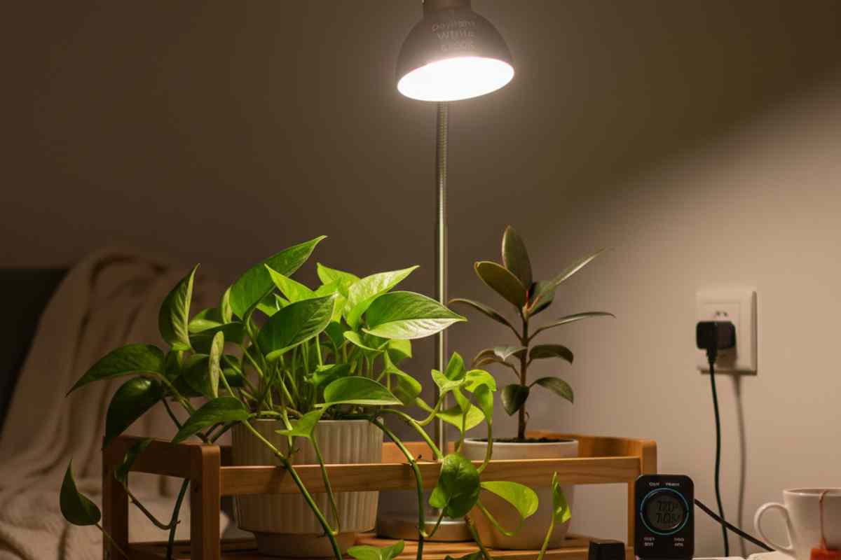 piante sotto una luce