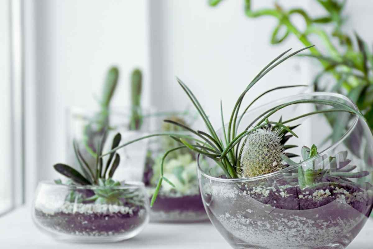 micro piantine in vaso