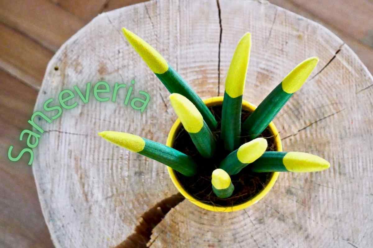 Lingua di suocera: l'unica pianta capace di filtrare la formaldeide e regalarti un'aria purissima