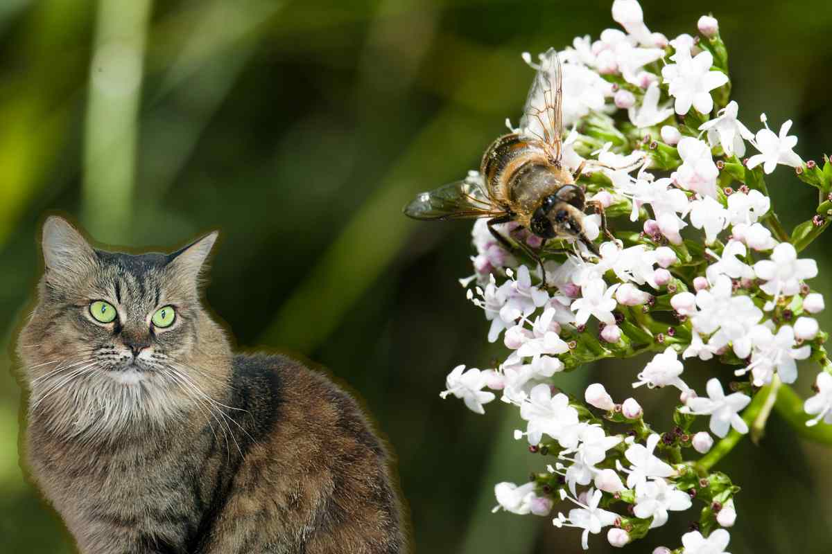 La pianta “interruttore”: spegne i tuoi pensieri e ti lascia dormire sereno, ma non darla al gatto